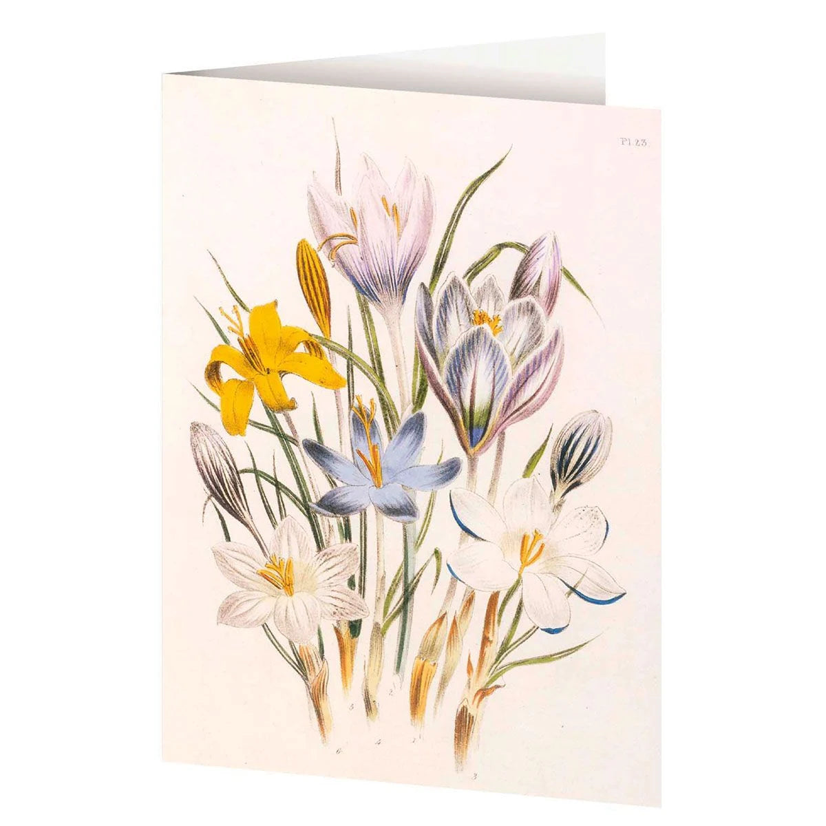 4er-Set Doppelkarten »Blumengrüße« mit Motiven von Jane C. Loudon – Ansicht