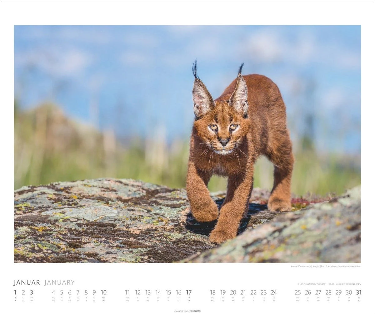 African Wildlife Kalender 2027 – Ansicht