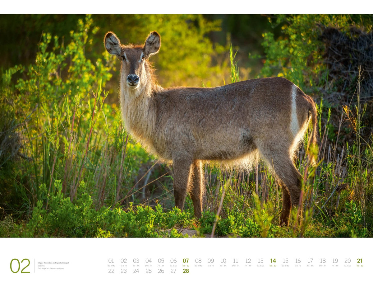 Afrika Gallery Kalender 2027 – Ansicht