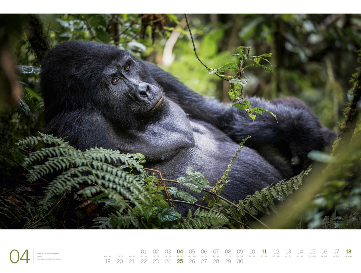 Afrika Gallery Kalender 2027 – Ansicht