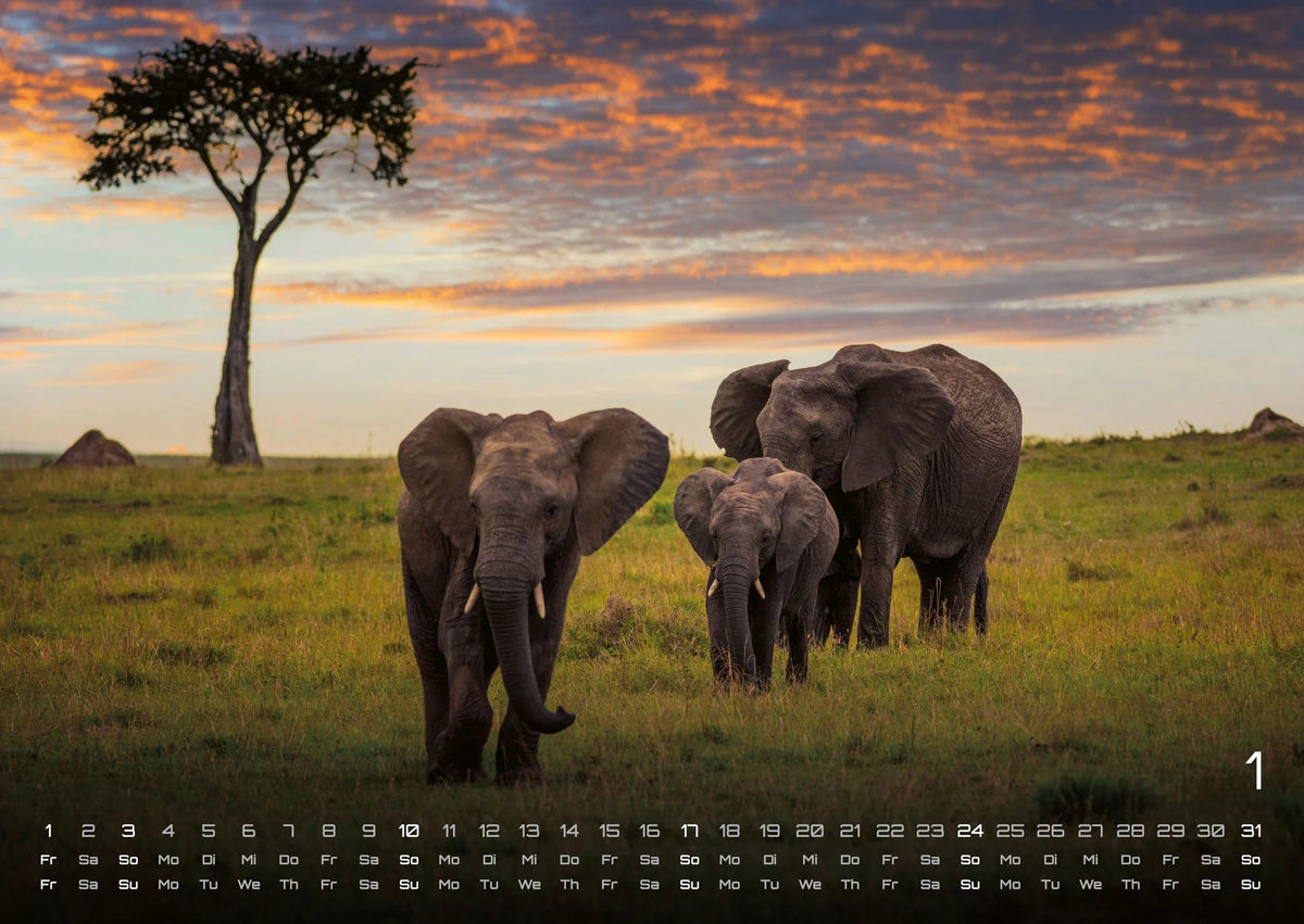 Afrikas Tierwelt - Der Tierkalender - 2027 - Kalender DIN A2 – Ansicht