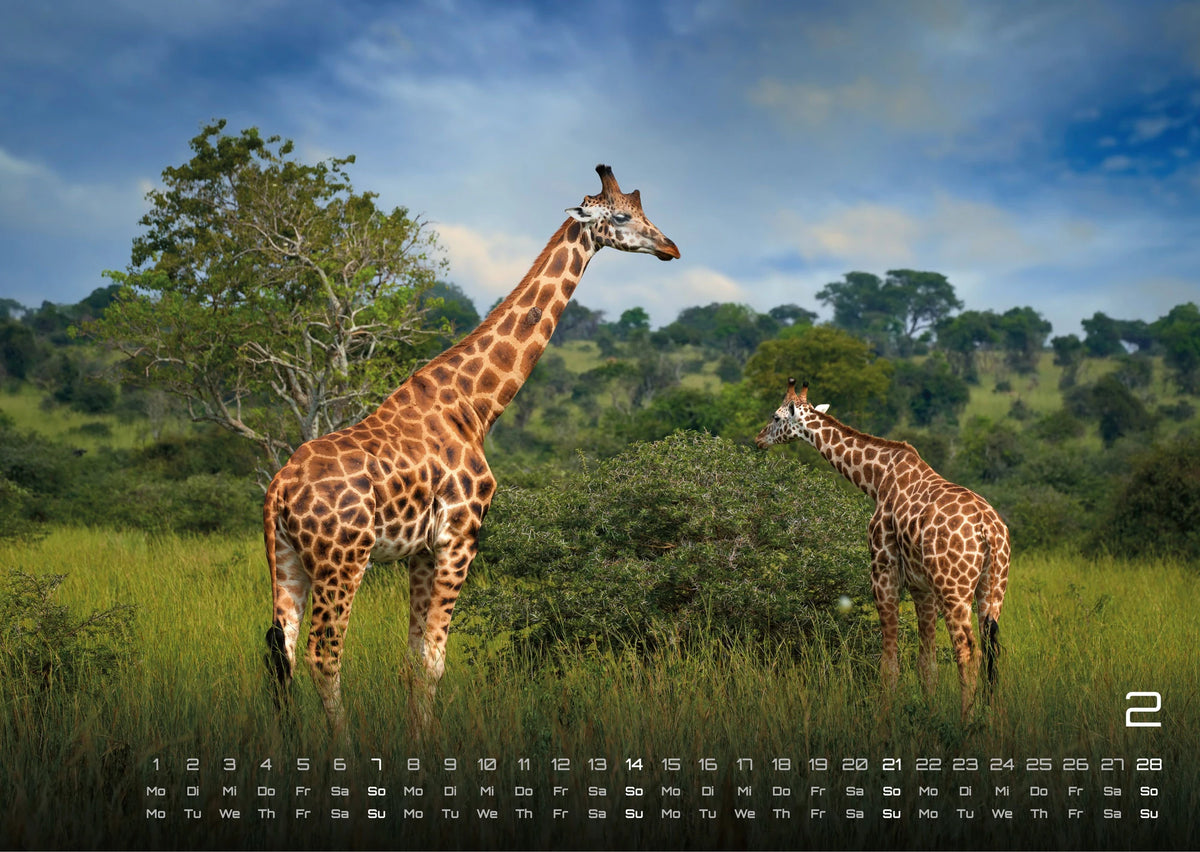 Afrikas Tierwelt - Der Tierkalender - 2027 - Kalender DIN A3 – Ansicht
