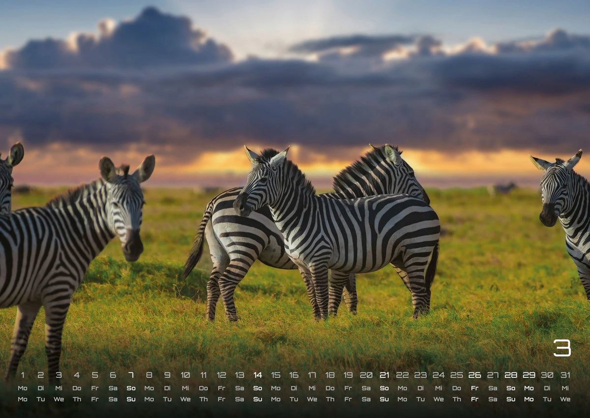 Afrikas Tierwelt - Der Tierkalender - 2027 - Kalender DIN A3 – Ansicht