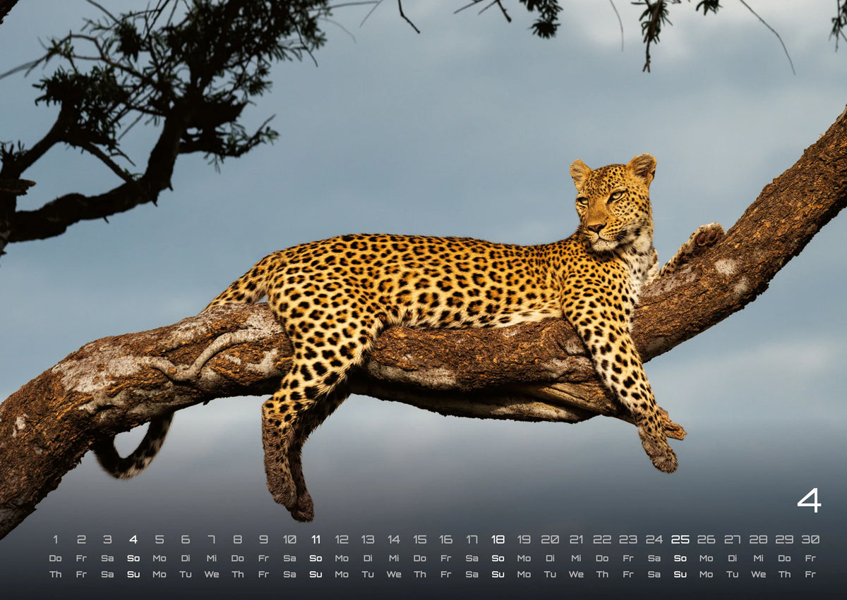 Afrikas Tierwelt - Der Tierkalender - 2027 - Kalender DIN A2 – Ansicht