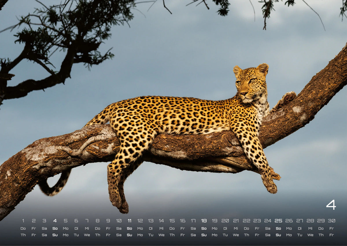 Afrikas Tierwelt - Der Tierkalender - 2027 - Kalender DIN A3 – Ansicht