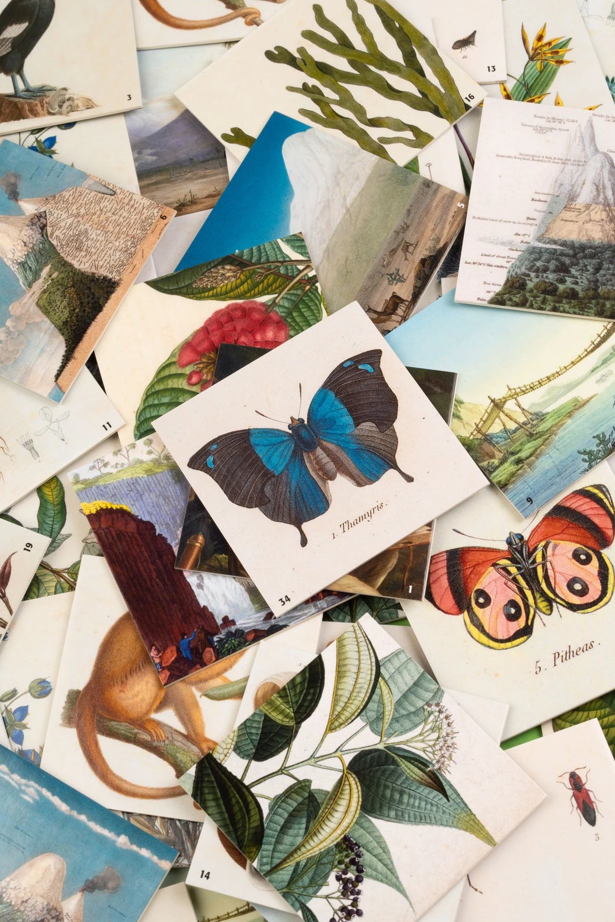 Alexander von Humboldt. Memo – Ansicht
