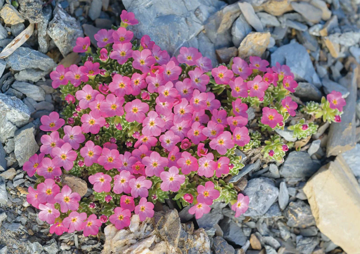 Alpen-Mannsschild – Puzzle – Ansicht
