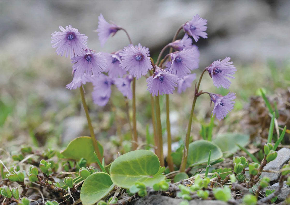 Alpen-Soldanelle – Puzzle – Ansicht