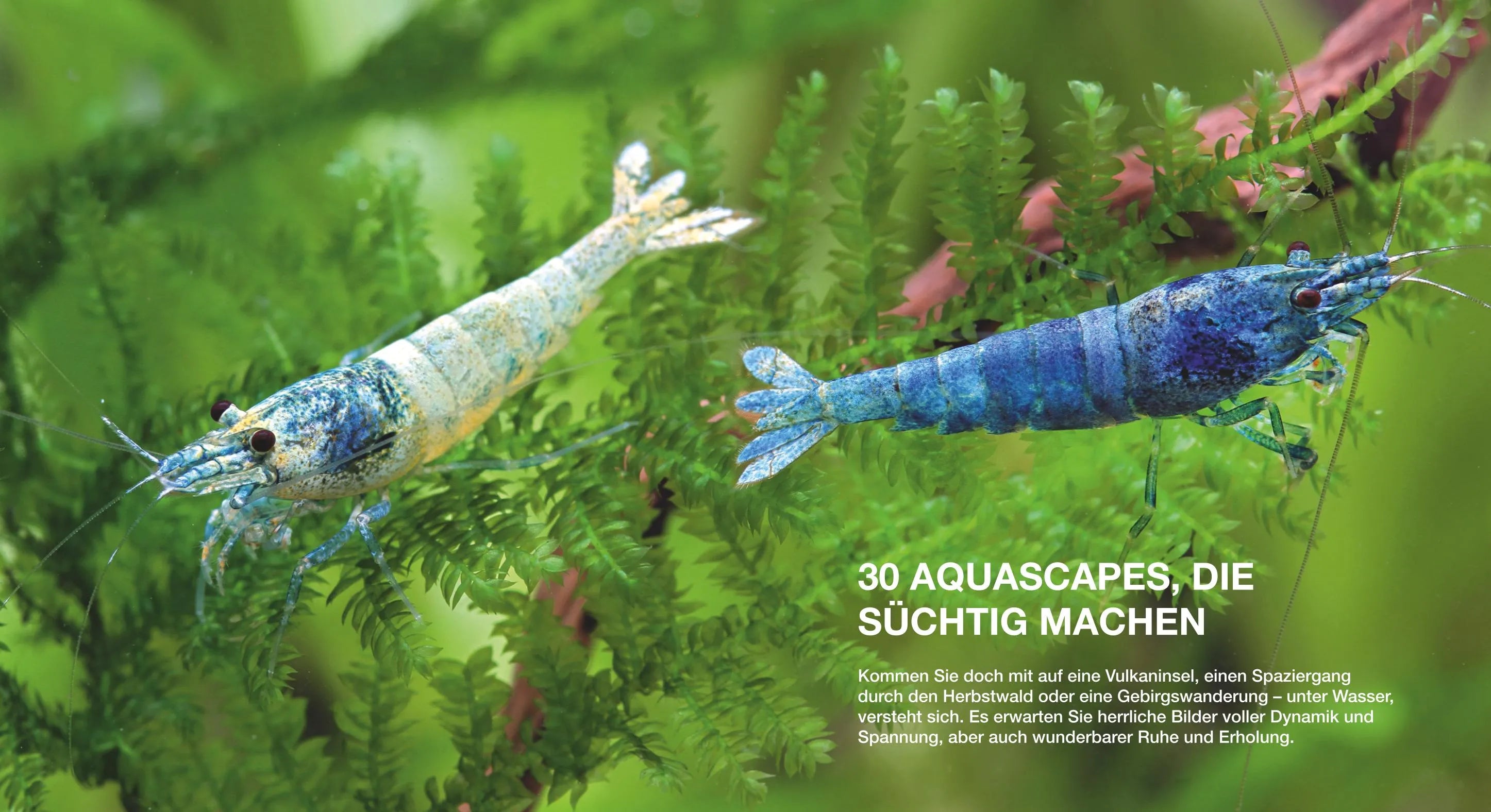 Oliver Knott - Aquascaping