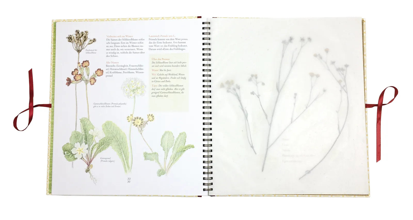 Stefan Casta - Auf der Hummelwiese – Das große Herbarium