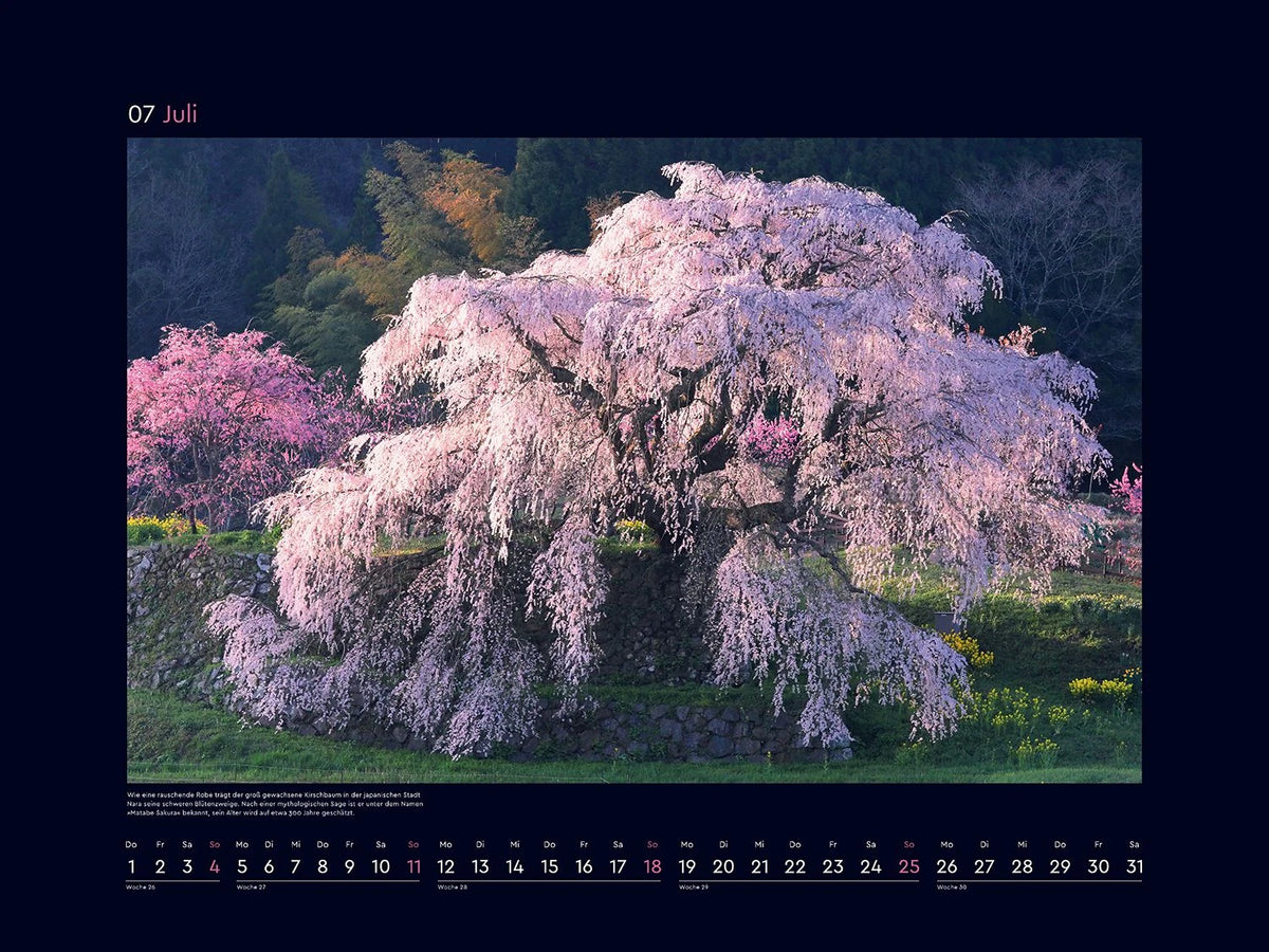 Aufgeblüht - KUNTH Wandkalender 2027 – Ansicht