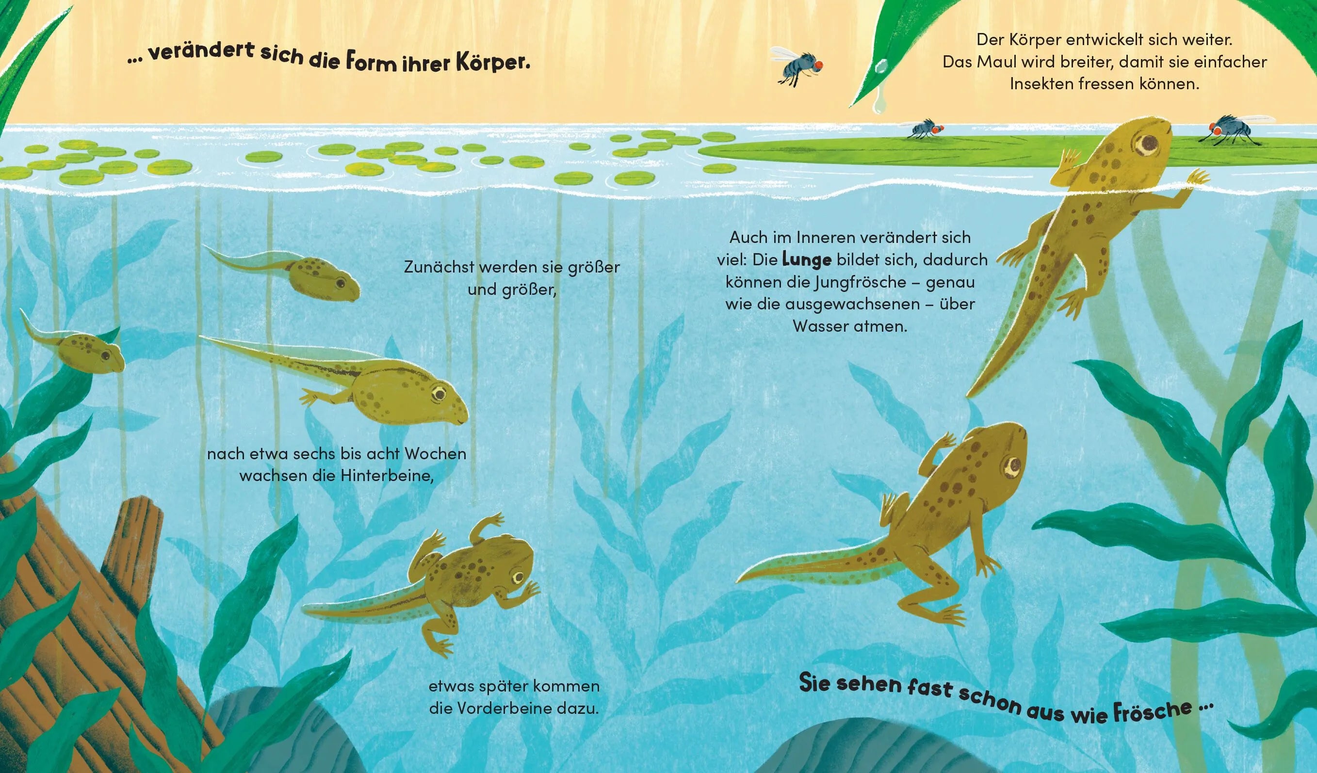 Detailansicht: Aus klein wird groß. So wächst ein Frosch (Hardcover)
