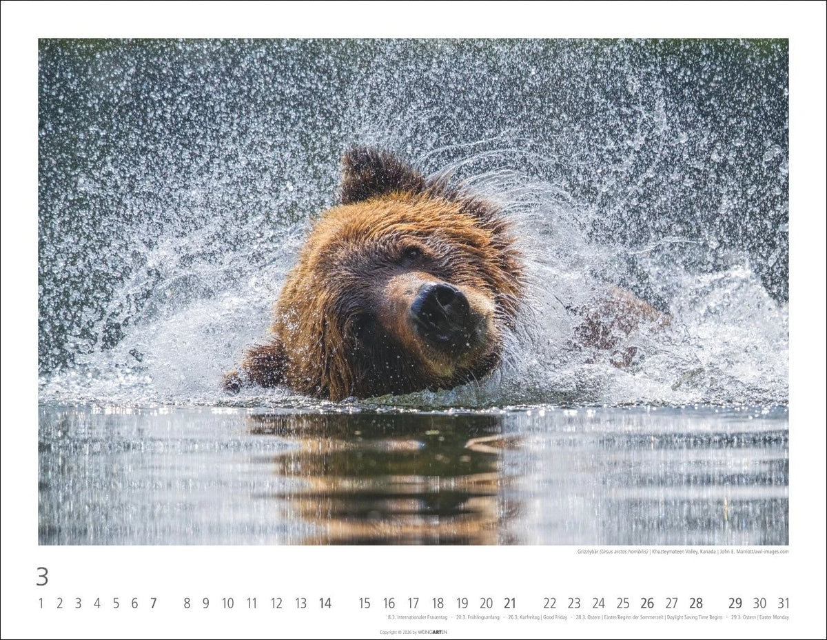 Bären Kalender 2027 – Ansicht