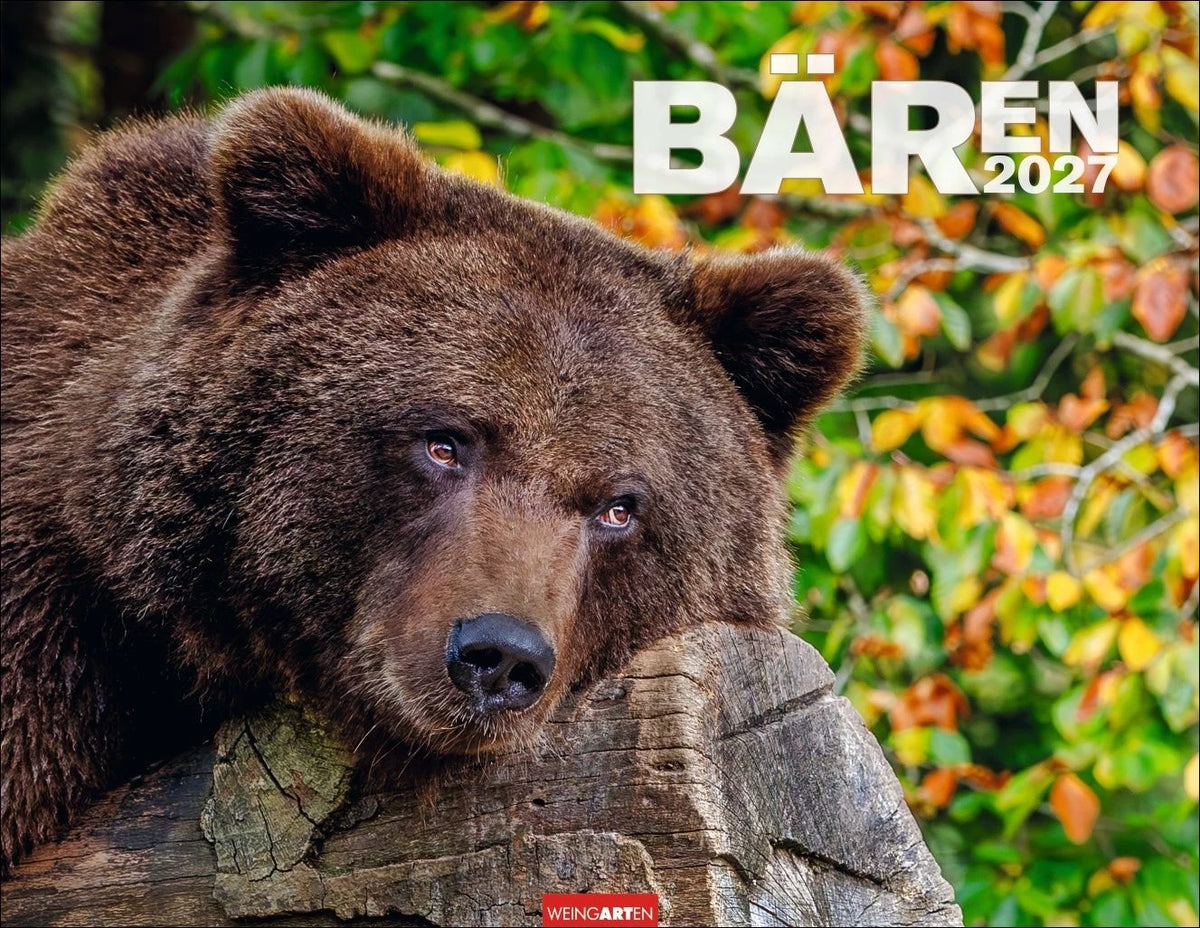 Wandkalender: Bären Kalender 2027