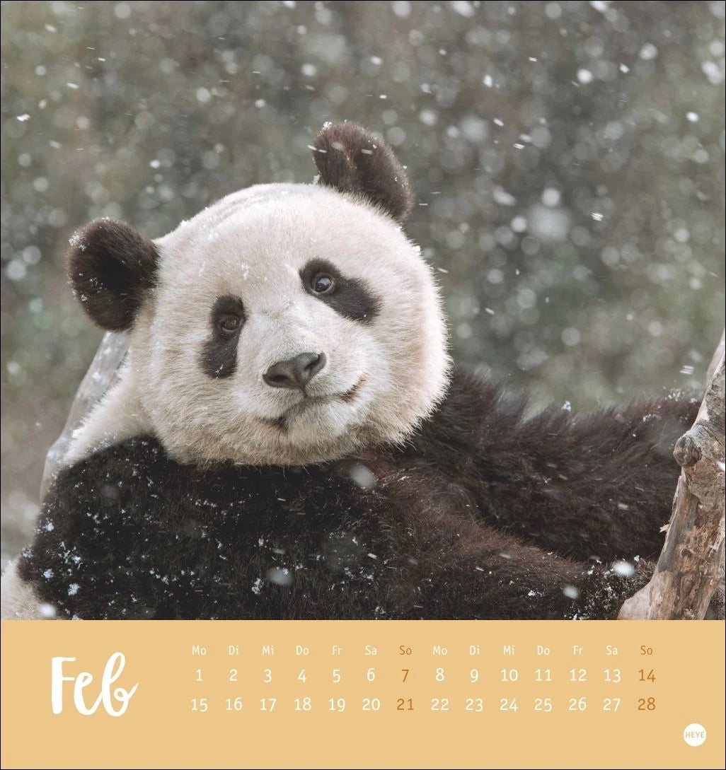 Bärenstark Postkartenkalender 2027 – Ansicht