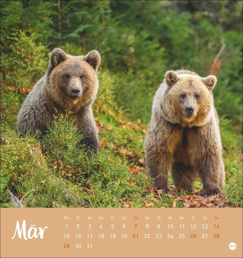 Bärenstark Postkartenkalender 2027 – Ansicht