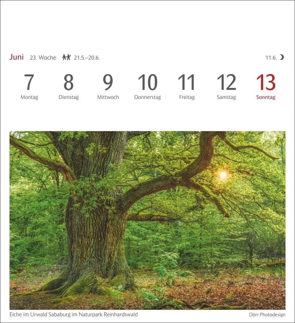 Bäume Postkartenkalender 2027 - Wochenkalender mit 53 Postkarten – Ansicht