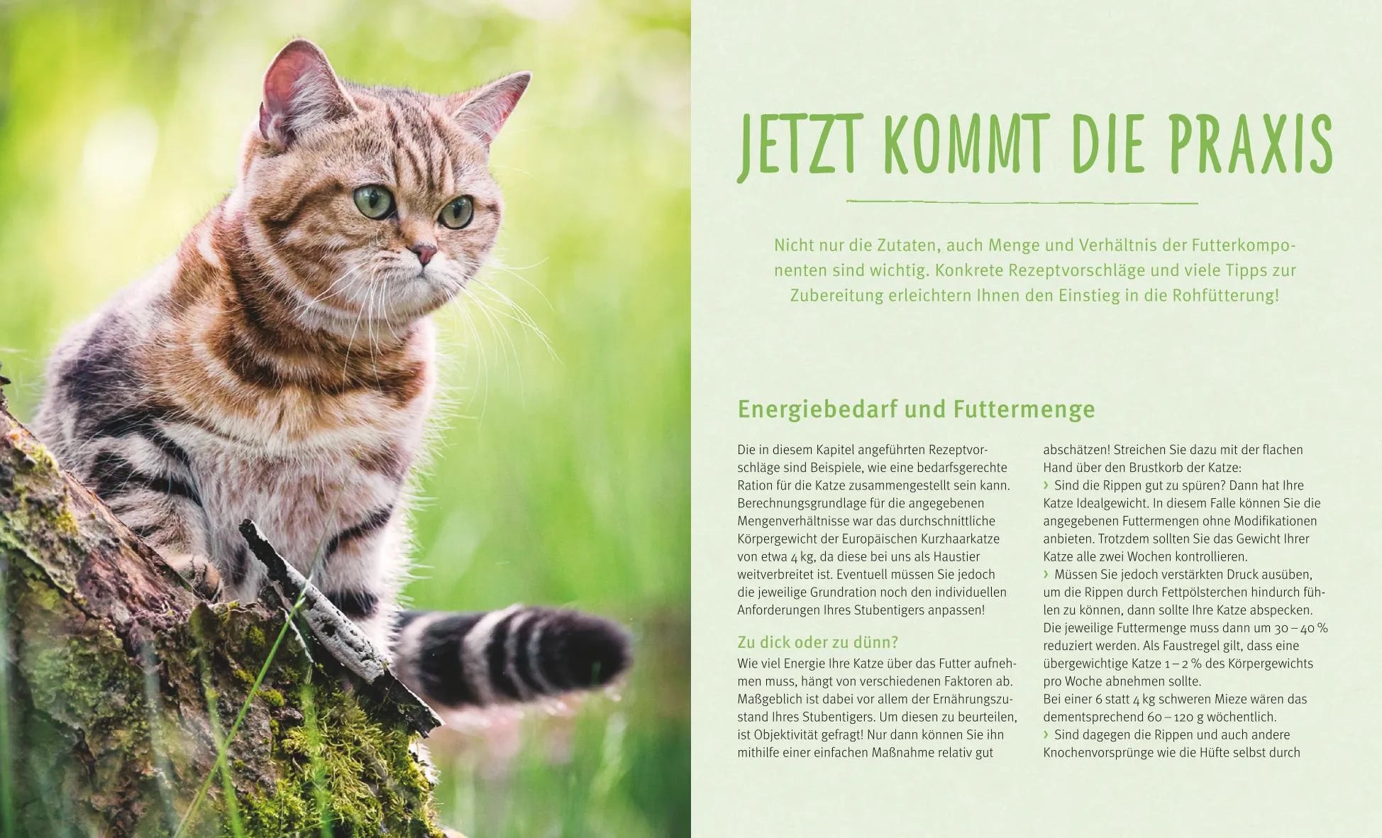 Abbildung von 'BARF für Katzen'