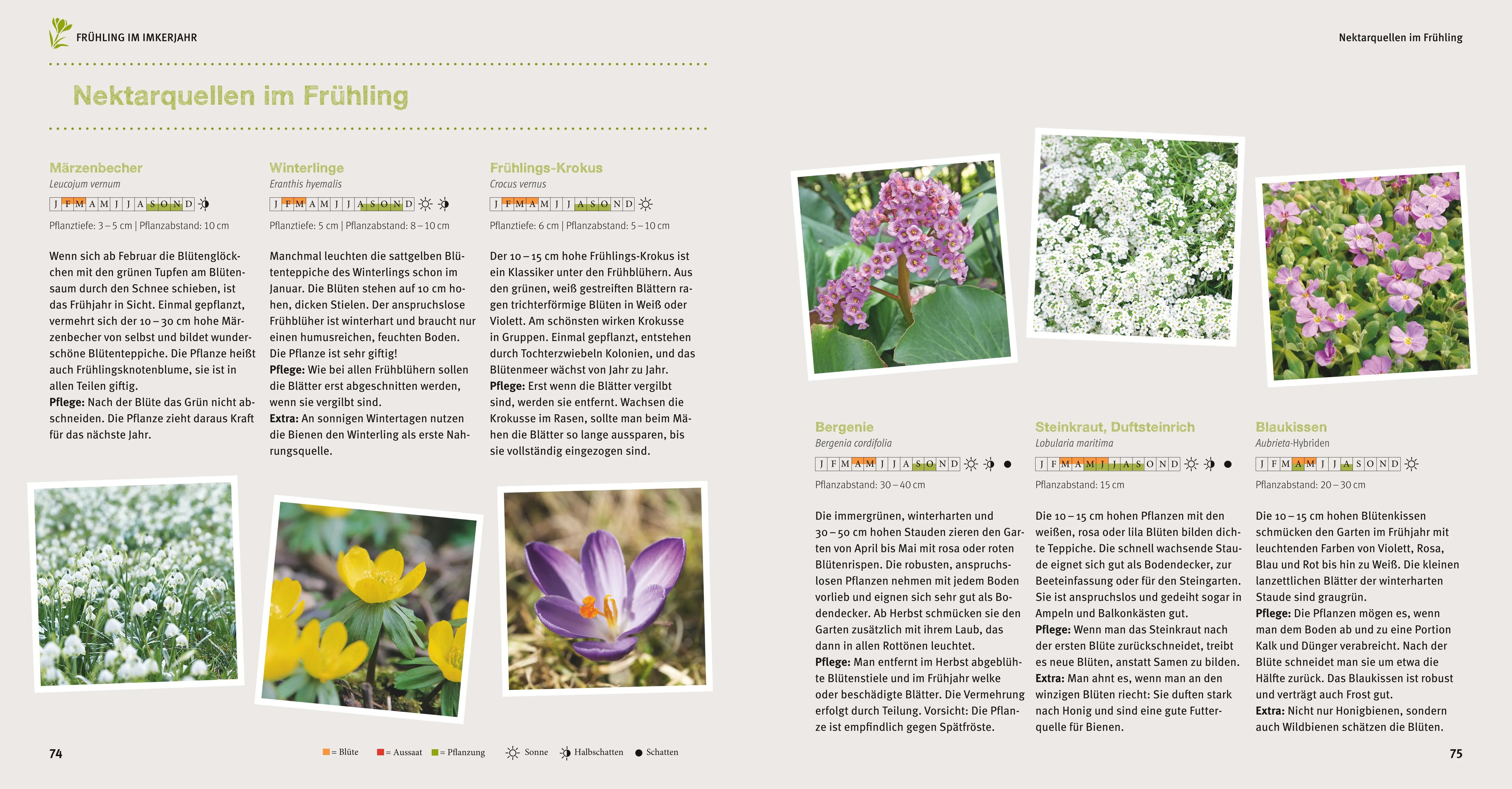 Abbildung von 'Bienen Basics'