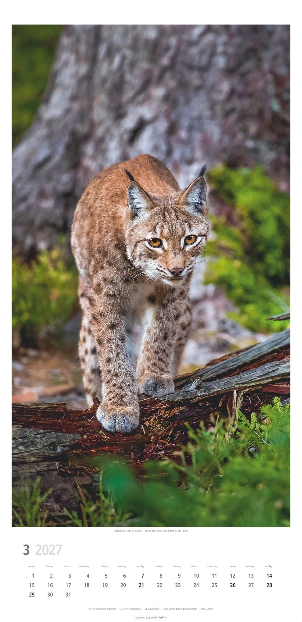 Big Cats Kalender 2027 – Ansicht