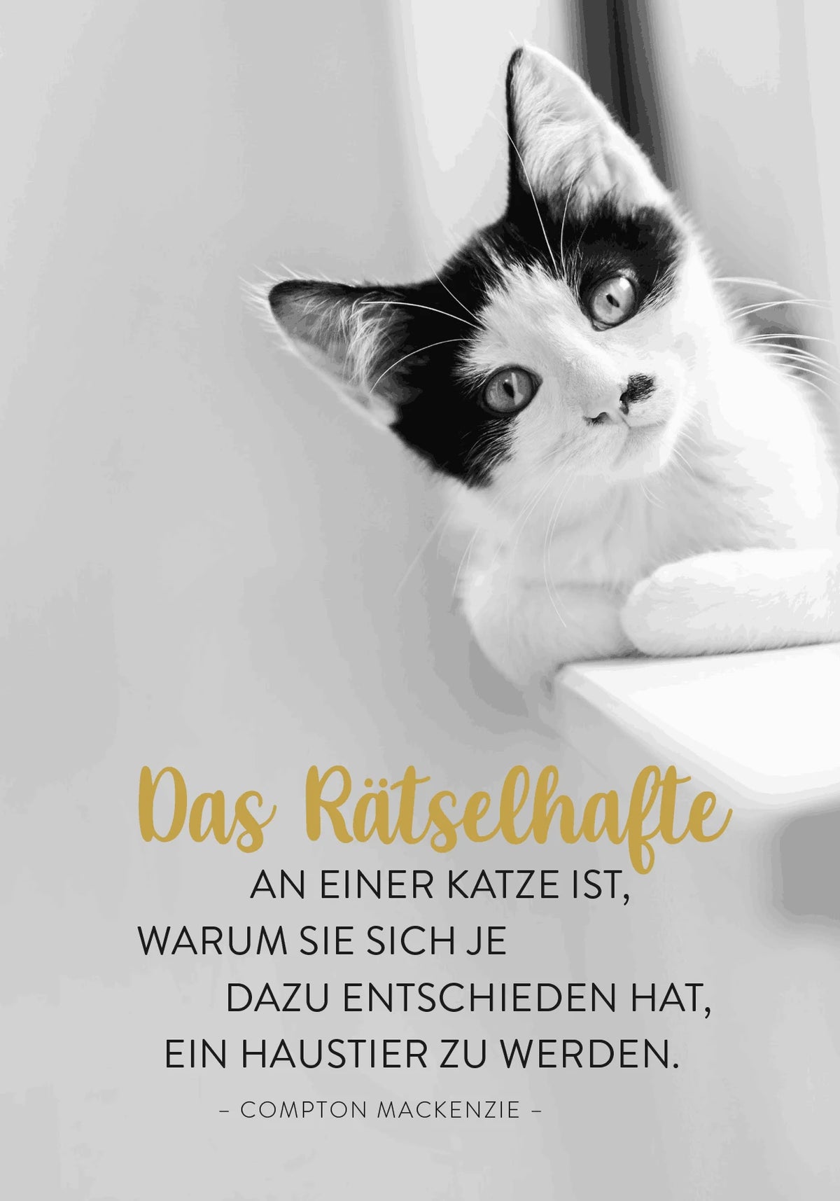 Buchkalender 2027: Für Katzenfreunde – Ansicht