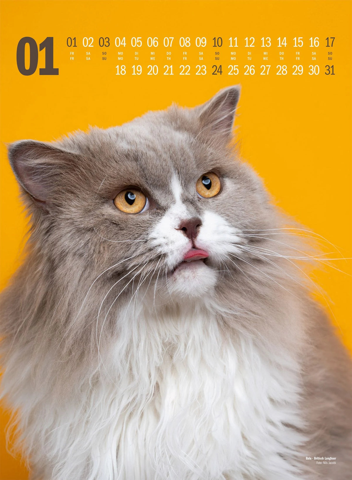 Catography Katzen-Kalender 2027 – Ansicht