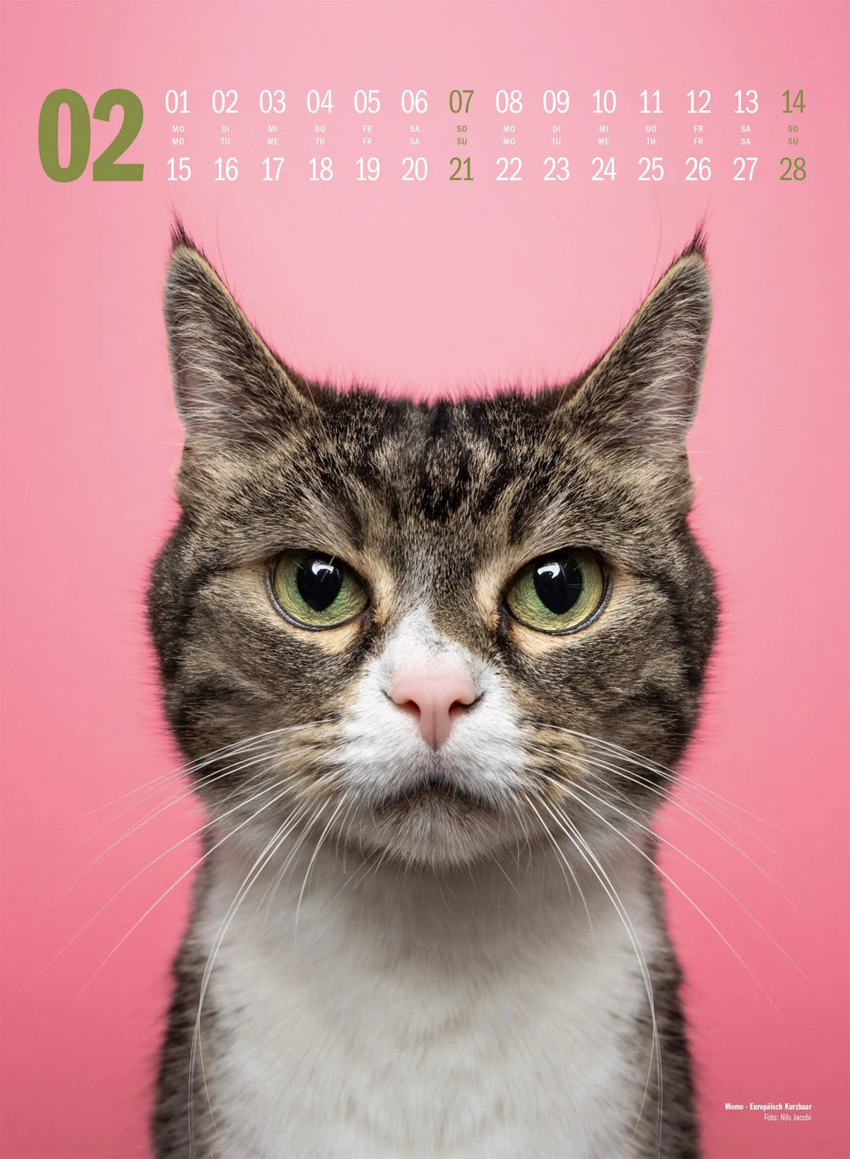 Catography Katzen-Kalender 2027 – Ansicht