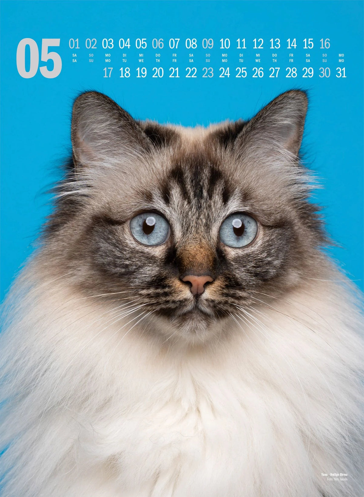 Catography Katzen-Kalender 2027 – Ansicht