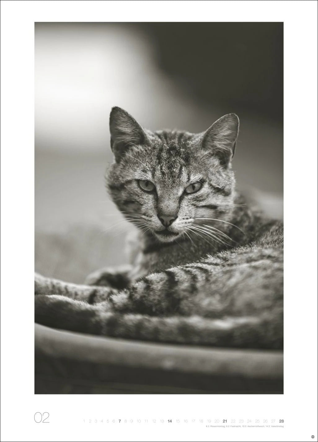 Cats Edition Kalender 2027 – Ansicht