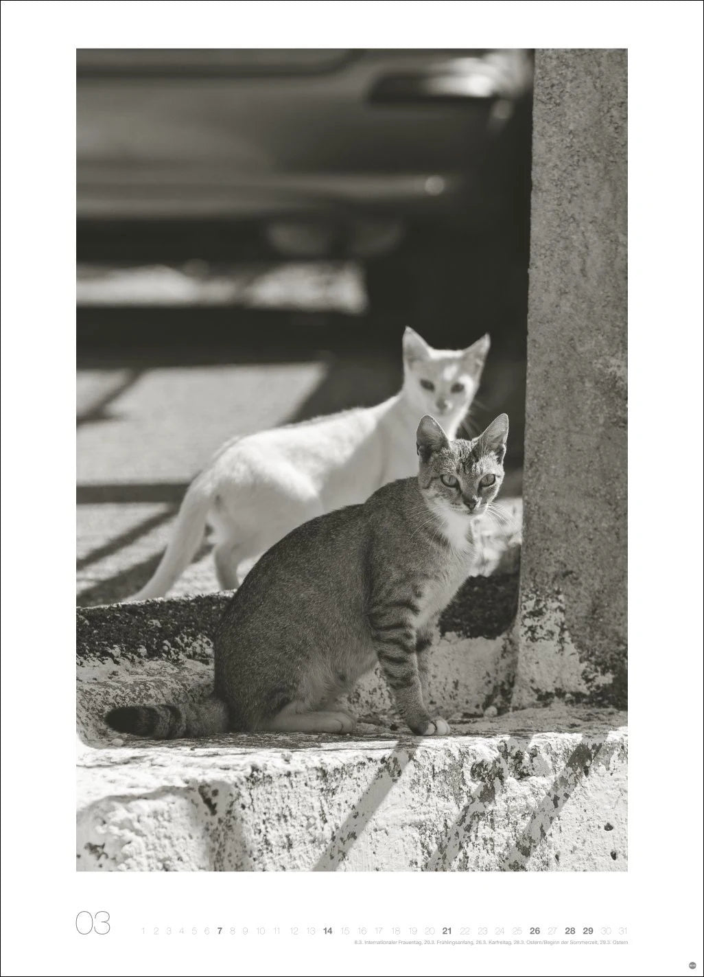 Cats Edition Kalender 2027 – Ansicht