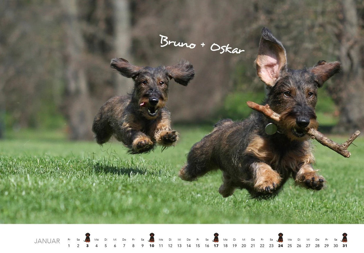 Dackel 2027 Wandkalender Hundekalender – Ansicht