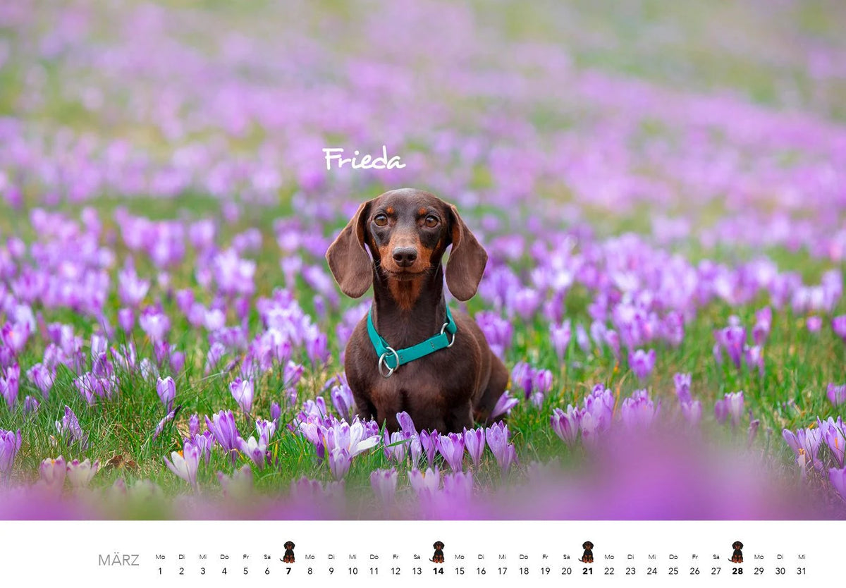 Dackel 2027 Wandkalender Hundekalender – Ansicht