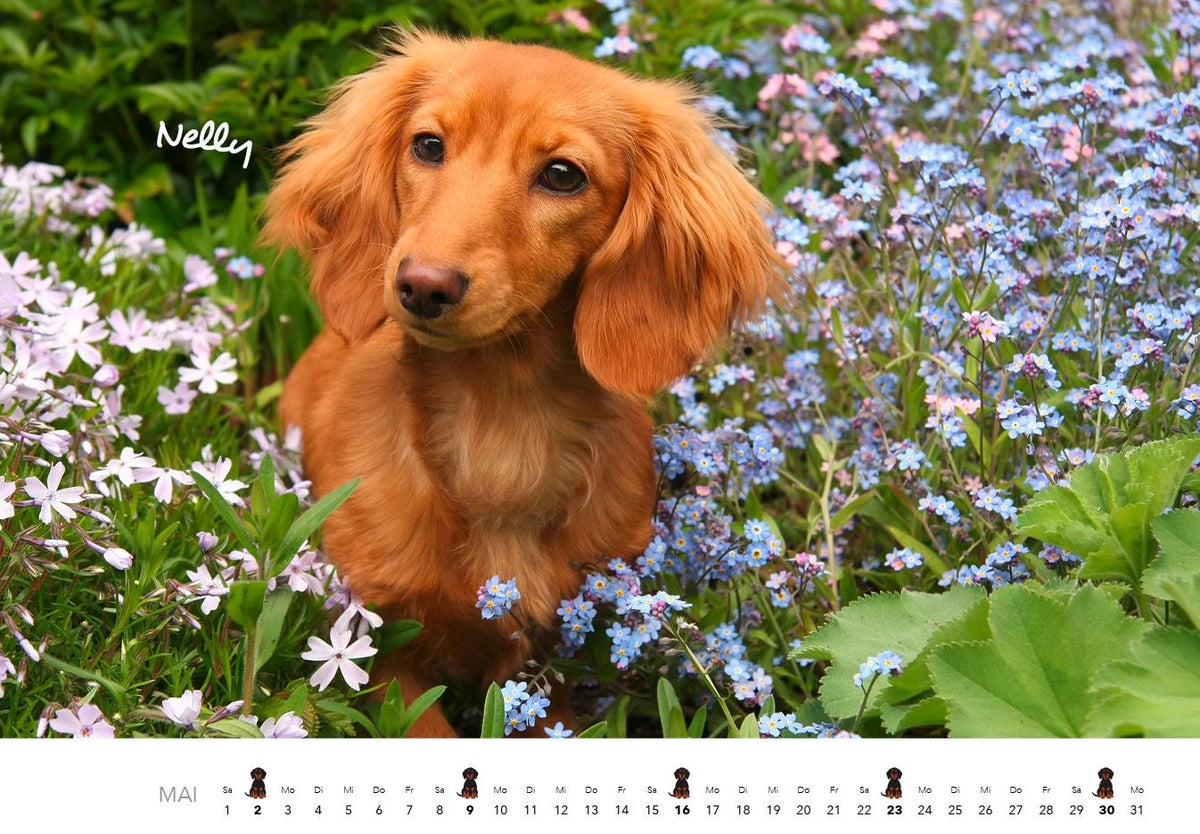 Dackel 2027 Wandkalender Hundekalender – Ansicht