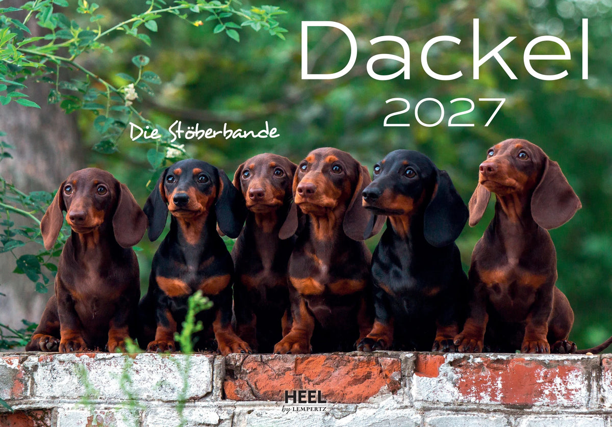 Wandkalender: Dackel 2027 Wandkalender Hundekalender
