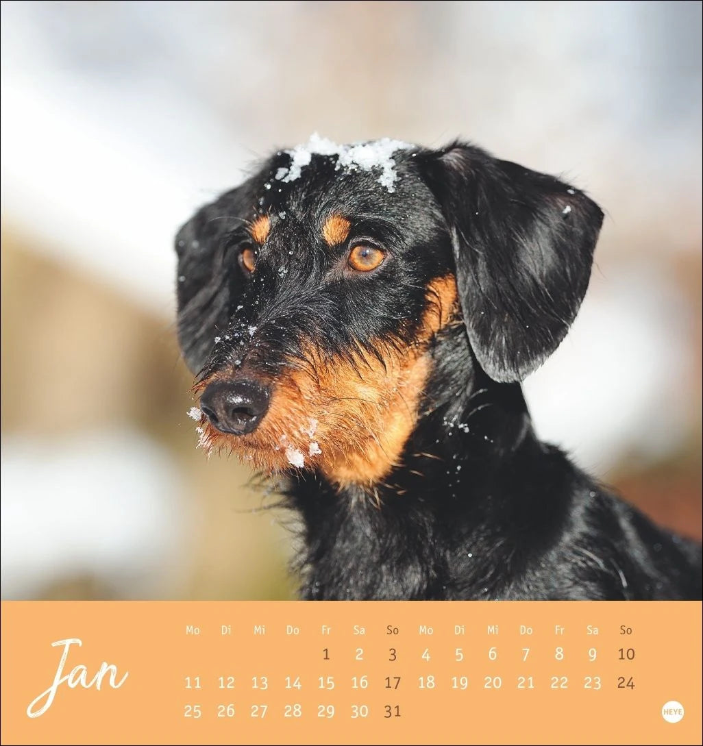 Dackel Postkartenkalender 2027 – Ansicht
