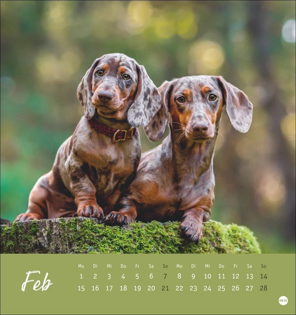 Dackel Postkartenkalender 2027 – Ansicht