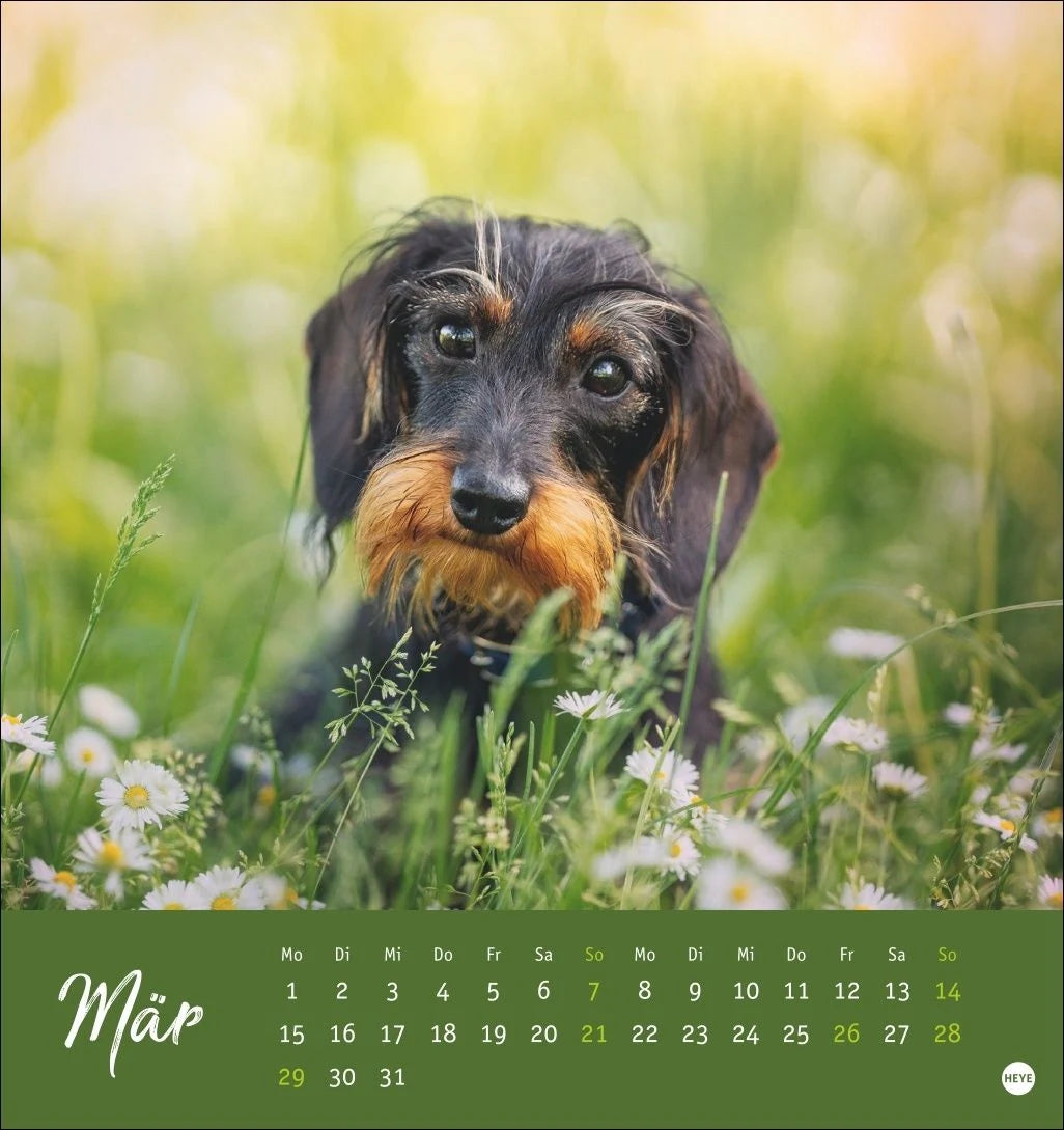 Dackel Postkartenkalender 2027 – Ansicht