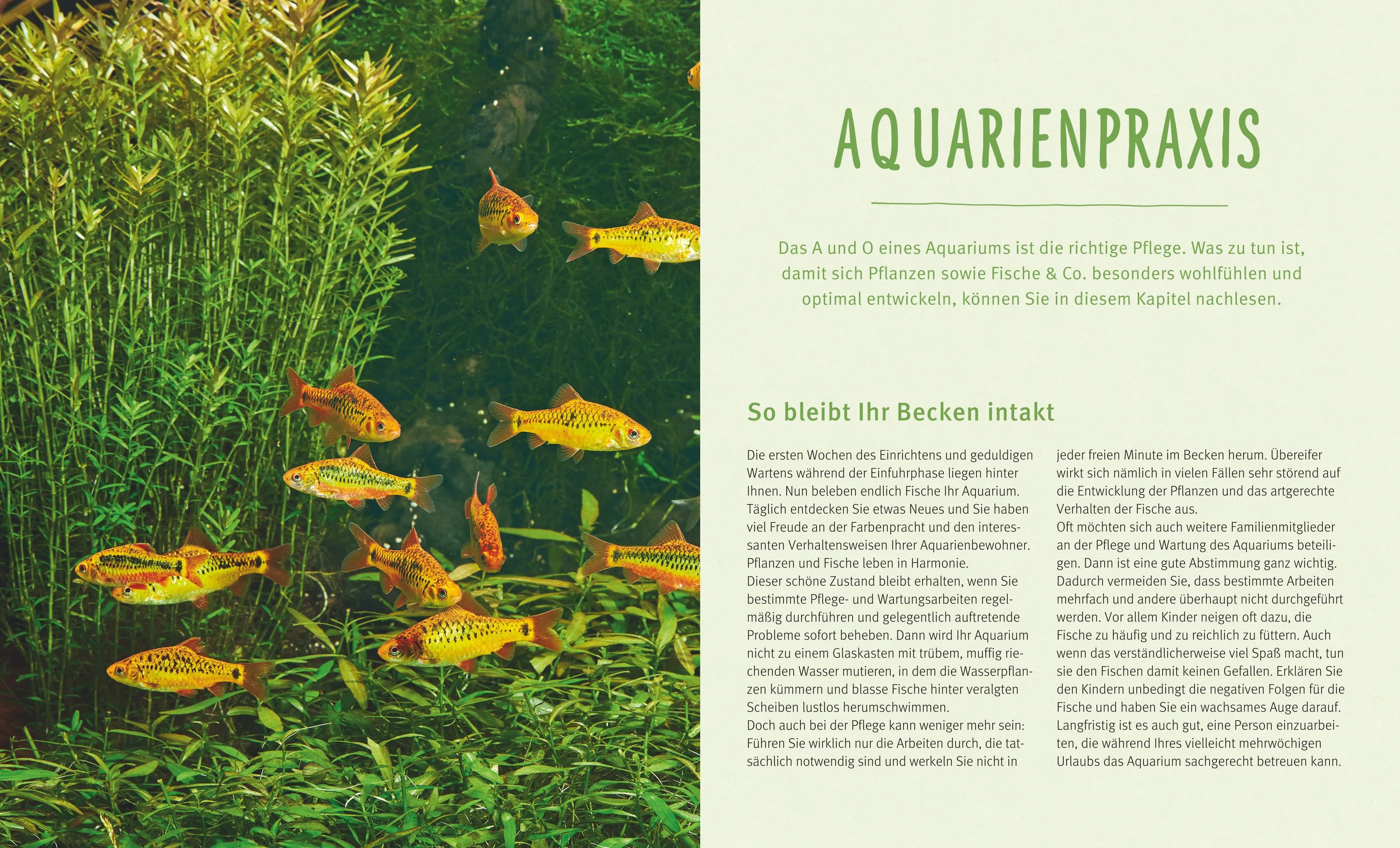 Produktansicht: Das Aquarium (Taschenbuch)