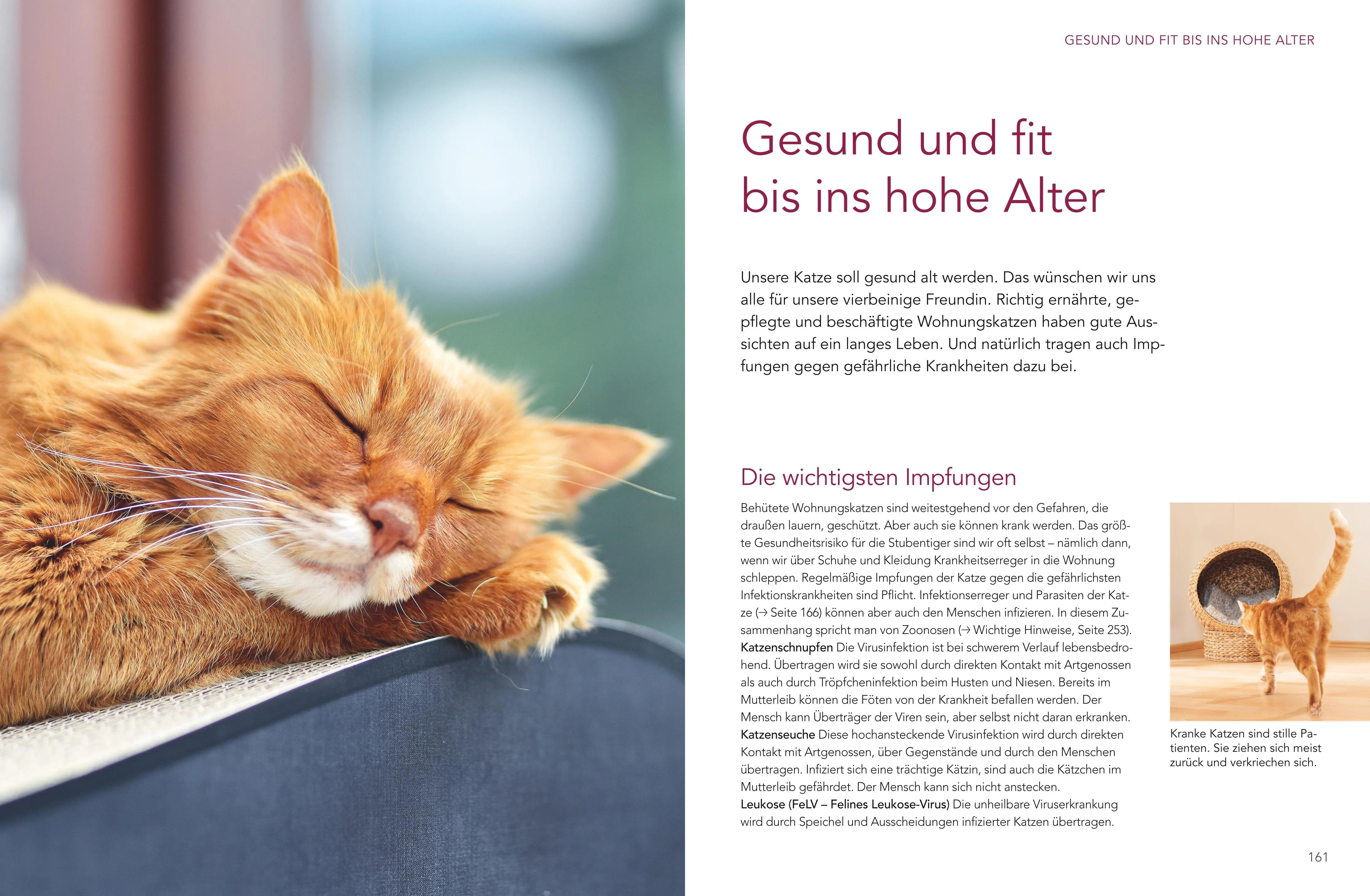 Produktansicht: Das große Wohnungskatzen-Wohlfühl-Buch (Gebundene Ausgabe)
