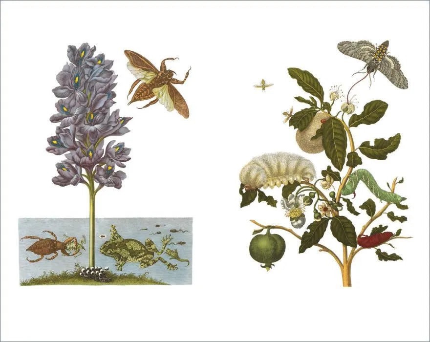 Maria Sibylla Merian - Das Insektenbuch