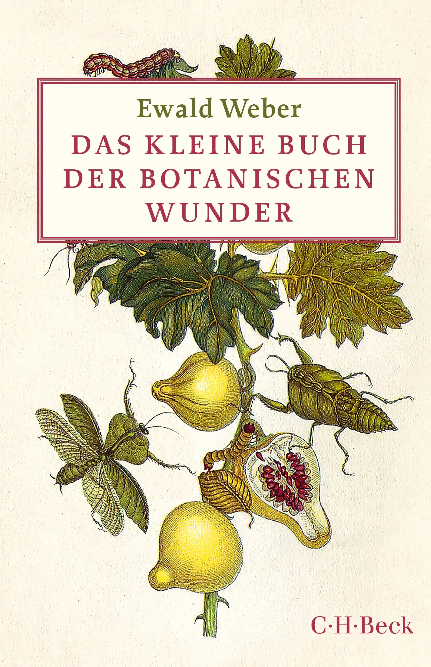 Buchcover von 'Das kleine Buch der botanischen Wunder' - Gebundene Ausgabe von Ewald Weber