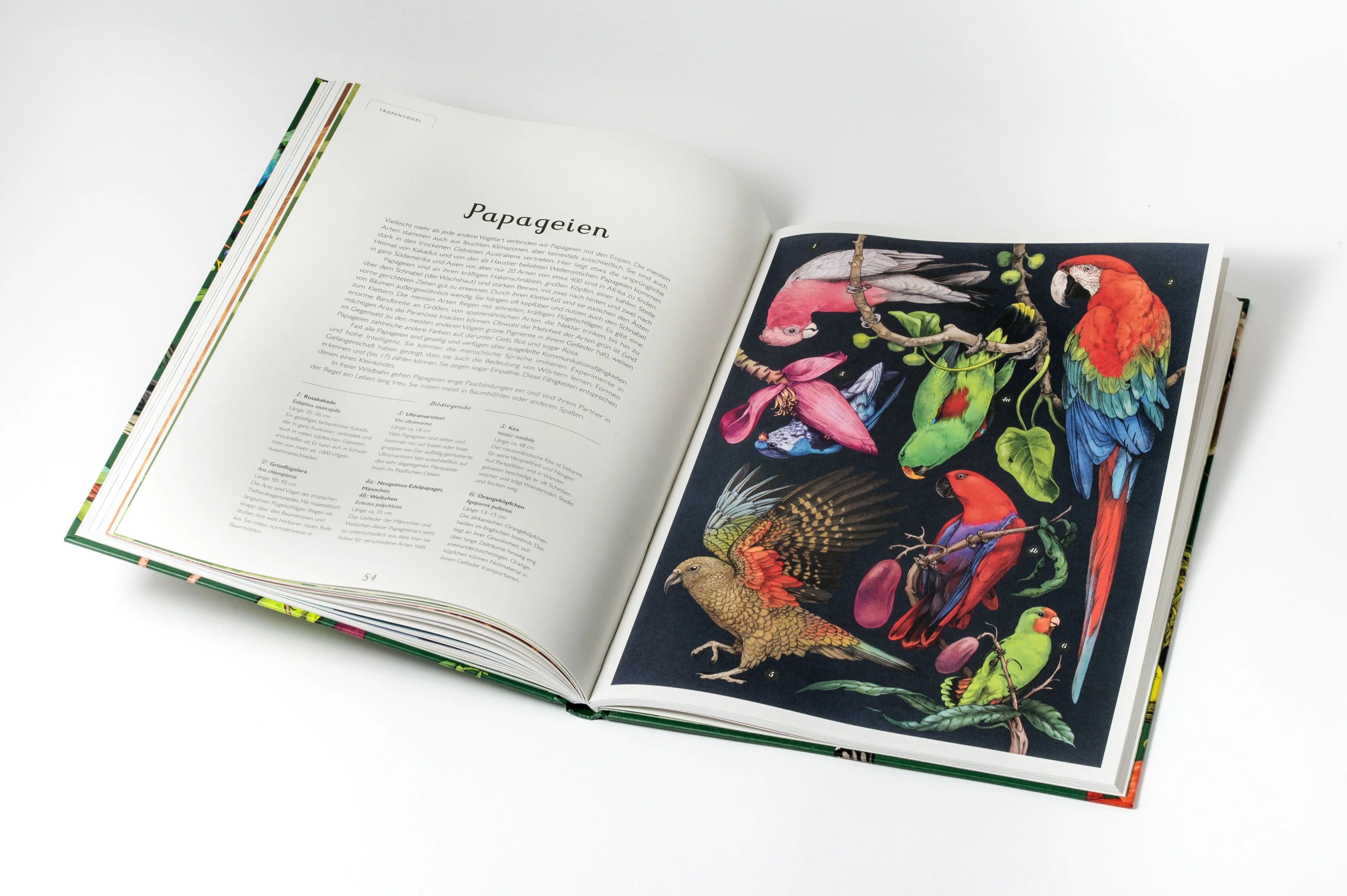 Detailansicht: Das Museum der Vögel (Hardcover)