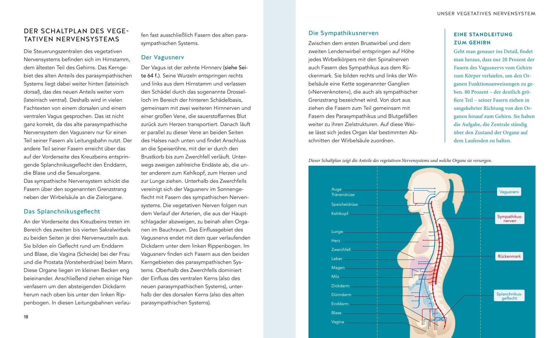 Produktansicht: Das Vagus-Training (Taschenbuch)