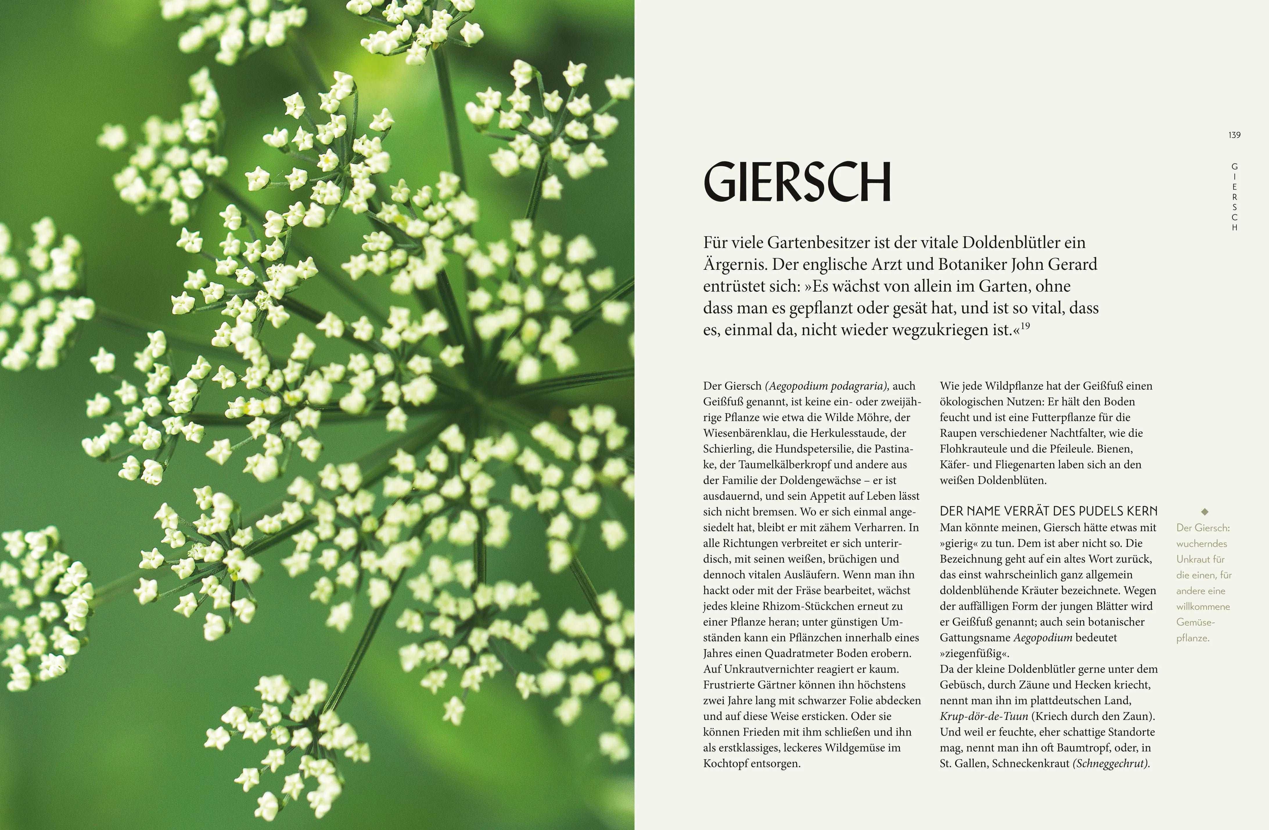 Abbildung von 'Die "Unkräuter" in meinem Garten'