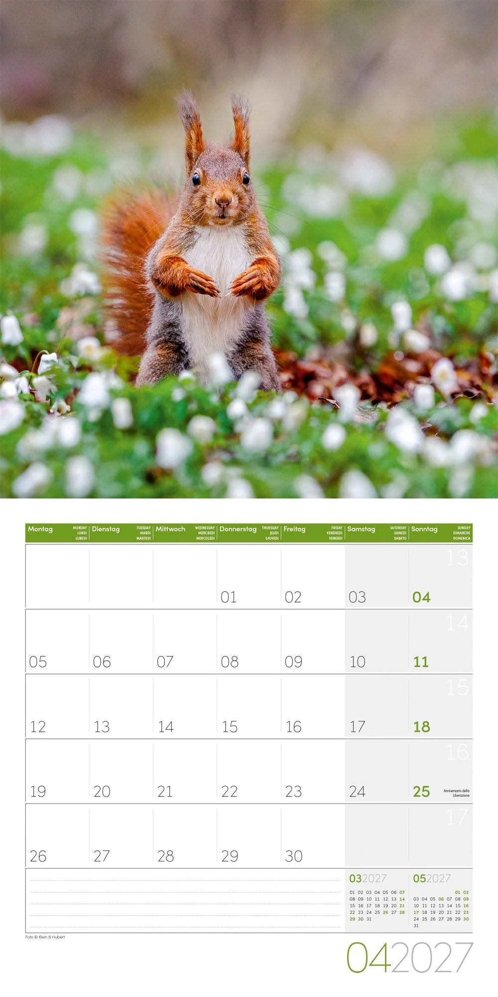 Eichhörnchen Kalender 2027 - 30x30 - Art12 – Ansicht