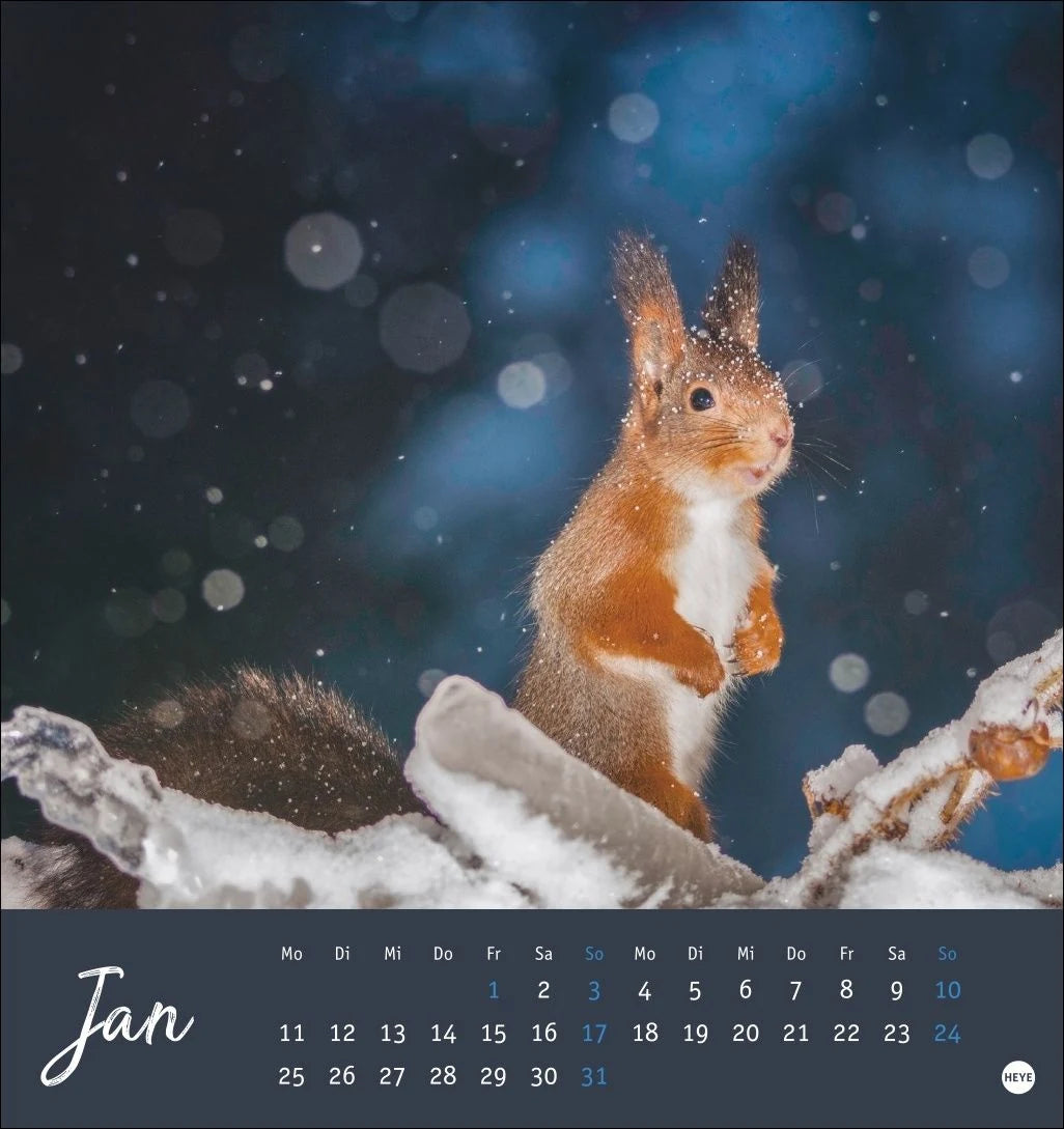 Eichhörnchen Postkartenkalender 2027 – Ansicht
