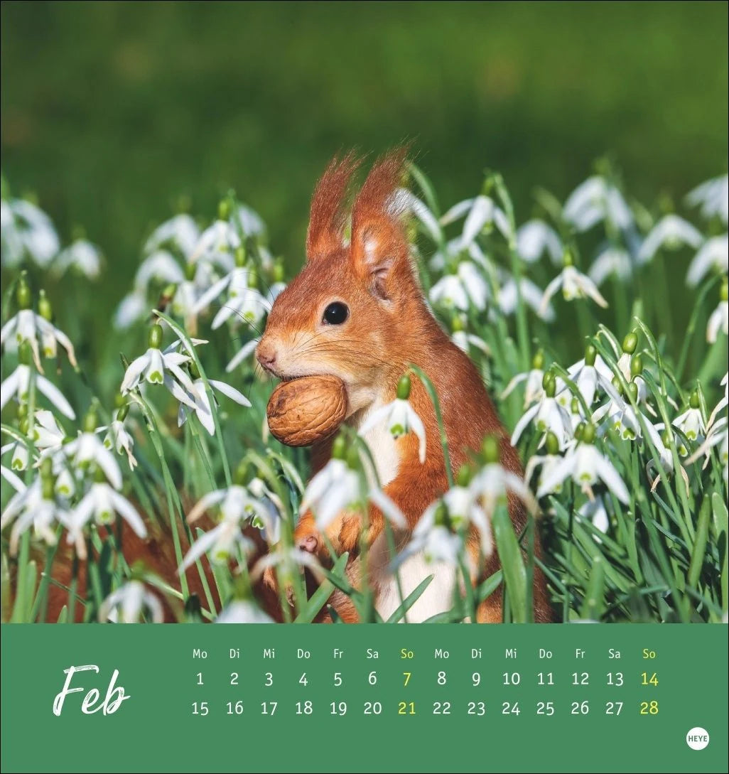 Eichhörnchen Postkartenkalender 2027 – Ansicht