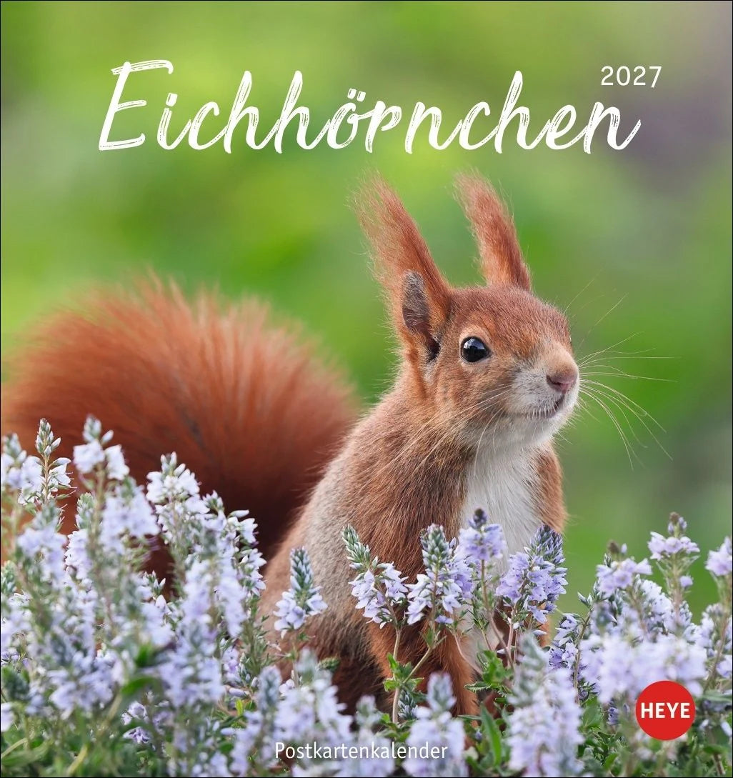 Postkartenkalender: Eichhörnchen Postkartenkalender 2027