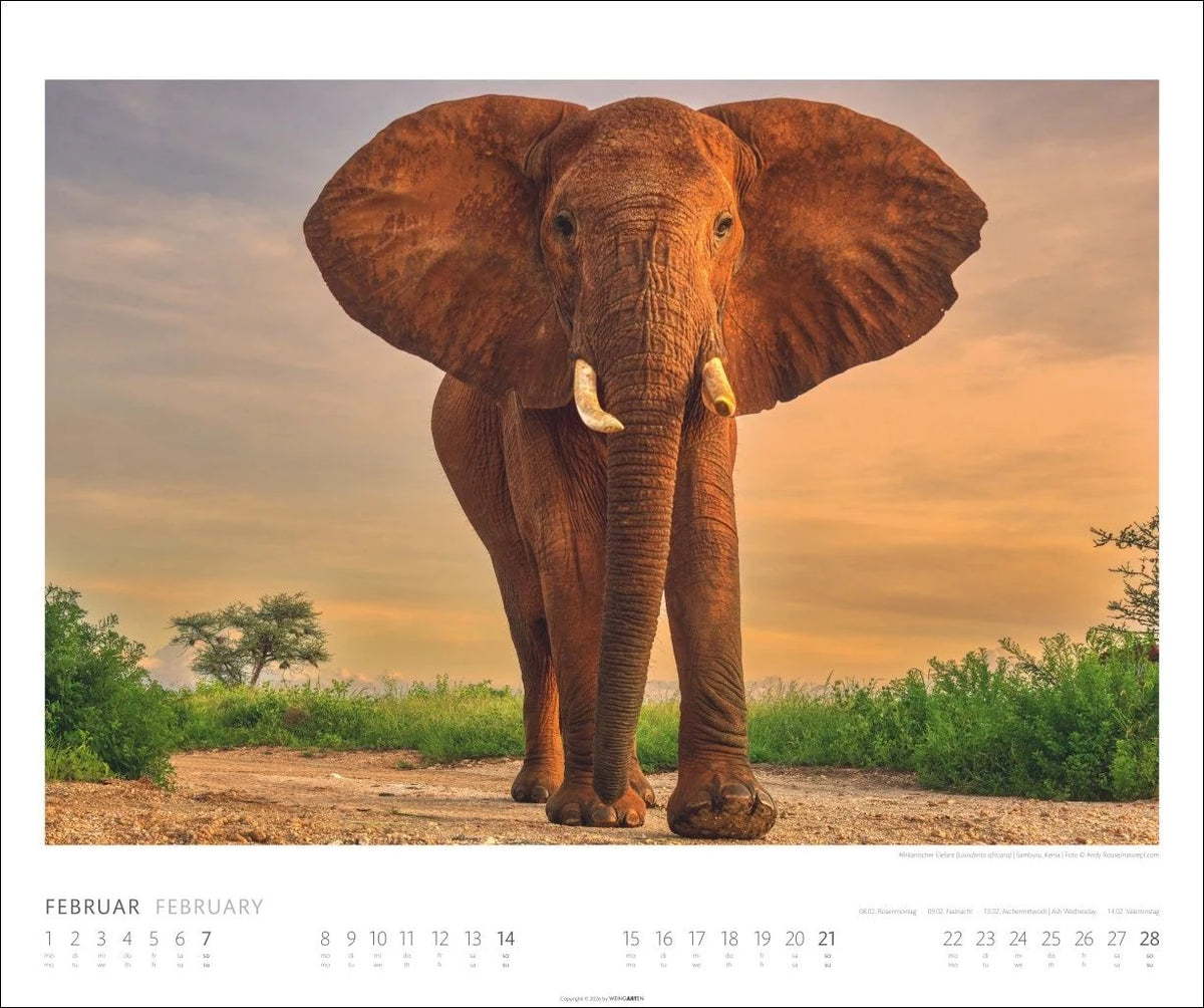 Elefanten Kalender 2027 – Ansicht