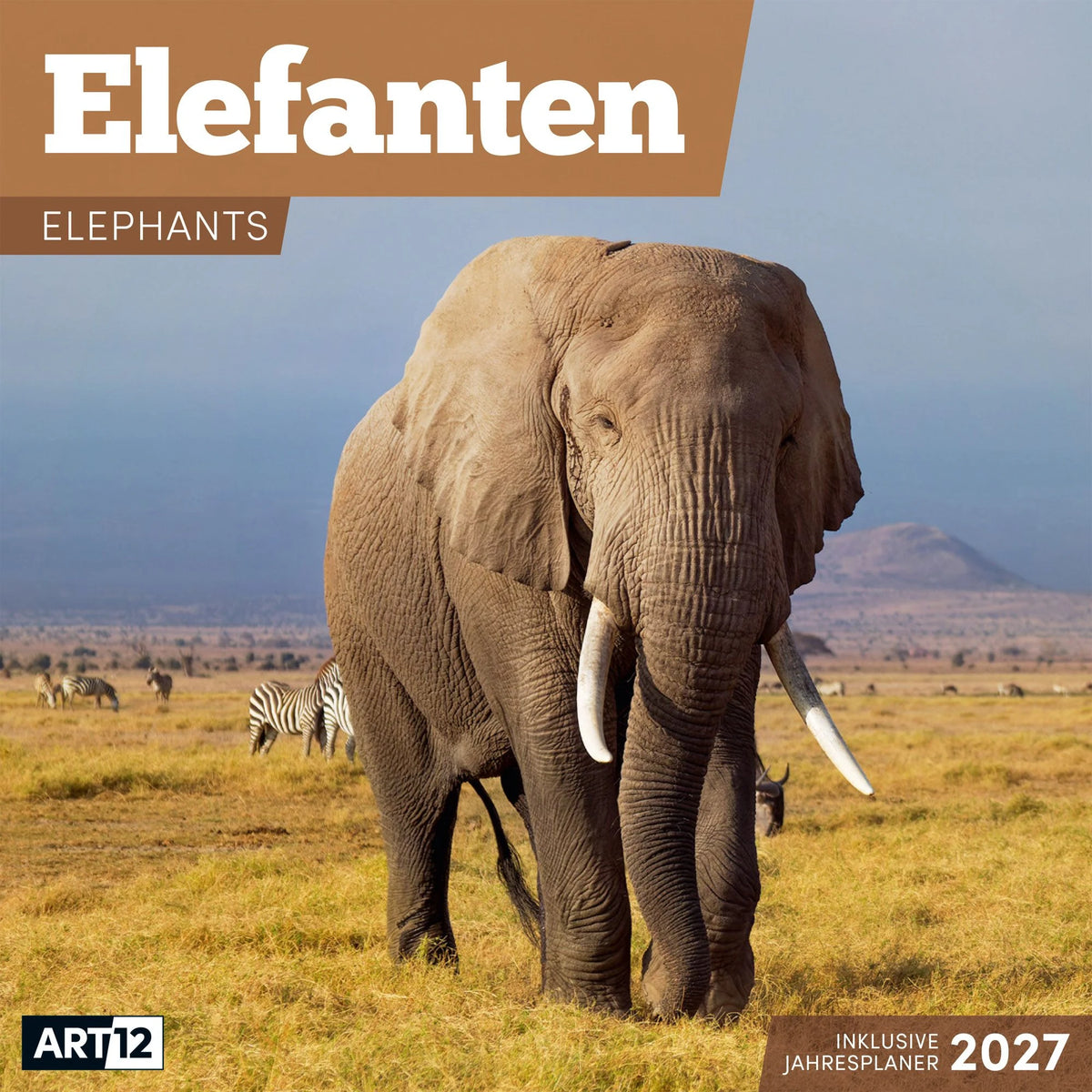 Wandkalender: Elefanten Kalender 2027 - 30x30 - Art12